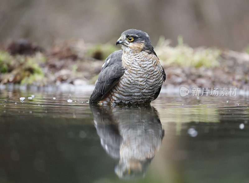 雀鹰(学名:Accipiter nisus